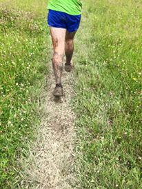 One of the least muddy parts through a cow pasture. 