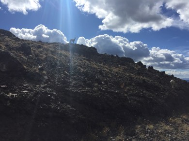 Made some friends on the way down the trail.